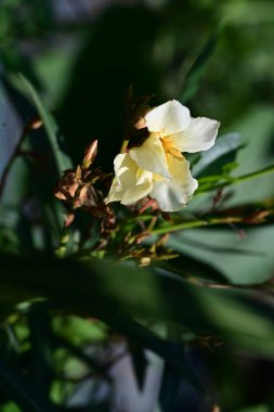 Bahçedeki güzel sarı çiçekler