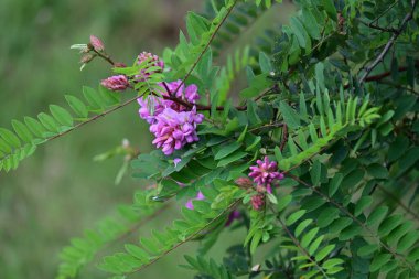 bahçede büyüyen güzel pembe çiçekler