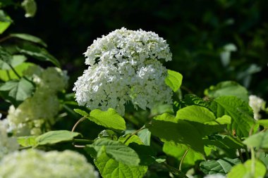 Beyaz ortanca çalısı. Yaklaş.