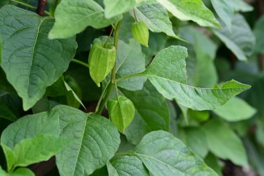 Güzel botanik fotoğrafı, doğal duvar kağıdı.                  