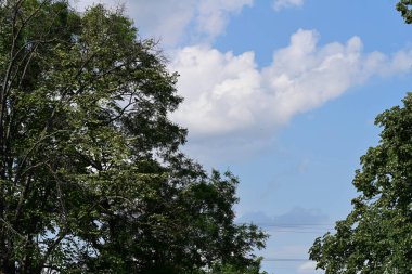 Parktaki yeşil ağaçlar