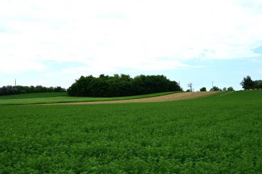 Yazın kırsalda yeşil ağaçlı güzel doğal manzara            