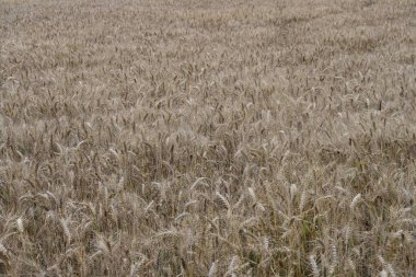 Kırsalda buğday tarlası  