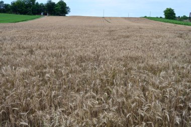 Kırsalda buğday tarlası  