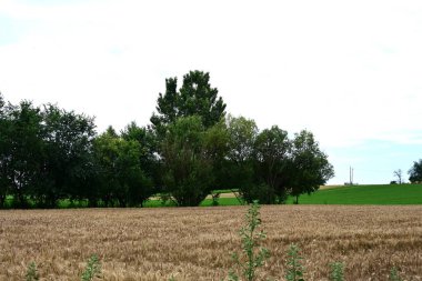 Kırsalda buğday tarlası  