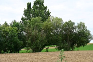 Kırsalda buğday tarlası  