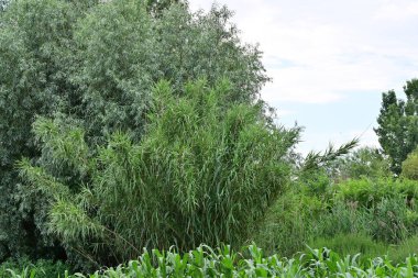 Yazın kırsalda yeşil ağaçlı güzel doğal manzara            