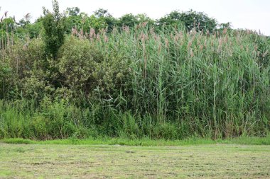 Yazın kırsalda yeşil ağaçlı güzel doğal manzara            