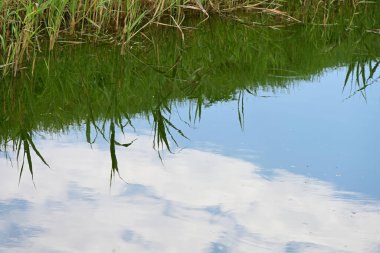 Gölde kamış yansıması