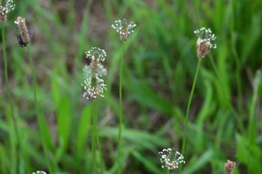 Bahçede açan güzel çiçeklerin yakın plan görüntüsü, çiçek arkaplanı.                      