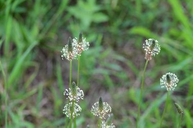 Bahçede açan güzel çiçeklerin yakın plan görüntüsü, çiçek arkaplanı.                      