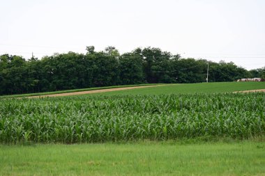 Yazın kırsalda yeşil ağaçlı güzel doğal manzara            