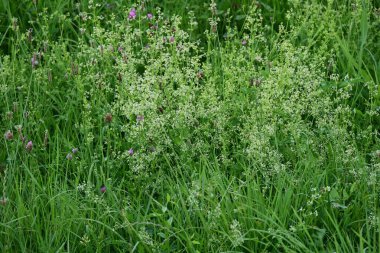Güzel botanik fotoğrafı, doğal duvar kağıdı.                  