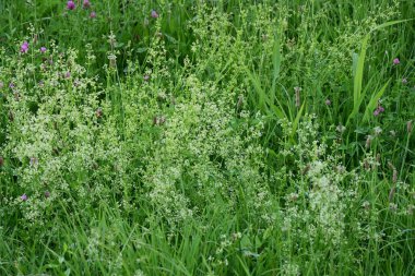 Güzel botanik fotoğrafı, doğal duvar kağıdı.                  