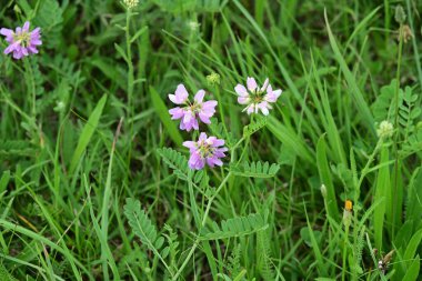 bahçede büyüyen güzel pembe çiçekler