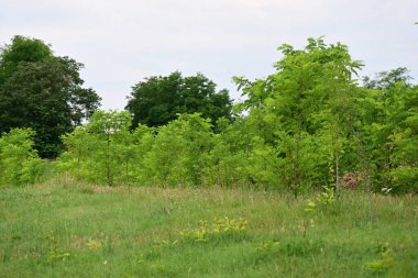 Yeşil ormandaki ağaçlar ve çalılar