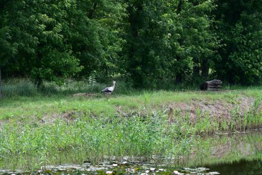 Gölün kıyısındaki leylek