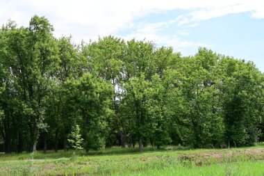 Ormandaki ağaçların arasında yol 