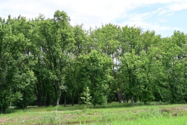Ormandaki ağaçların arasında yol 
