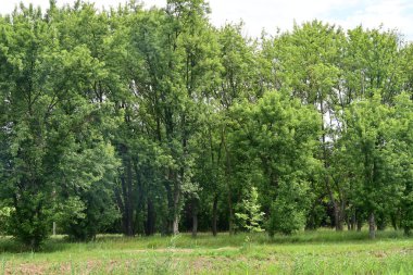 Ormandaki ağaçların arasında yol 