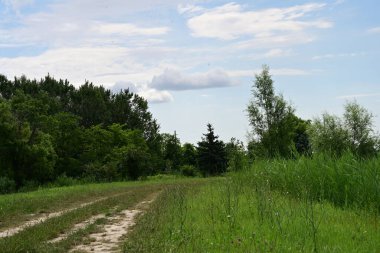 Ormandaki ağaçların arasında yol 