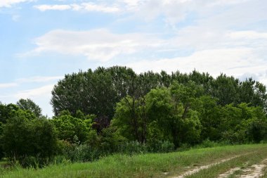 Ormandaki ağaçların arasında yol 