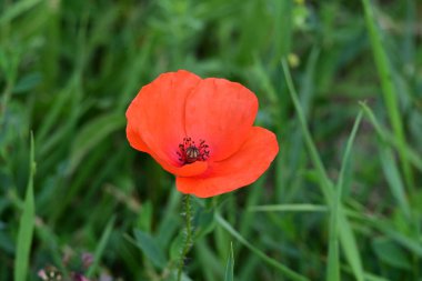 Bahçedeki güzel kırmızı çiçekler