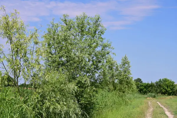 Ormandaki ağaçların arasında yol 