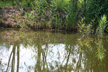 Parkta ağaçların yansıttığı küçük bir gölet. 