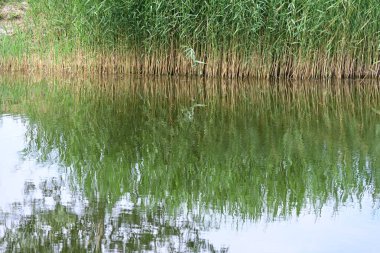Parkta ağaçların yansıttığı küçük bir gölet. 