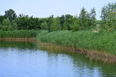 Parkta ağaçların yansıttığı küçük bir gölet. 