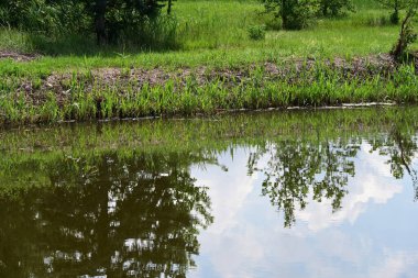 Parkta ağaçların yansıttığı küçük bir gölet. 