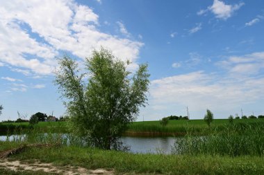 Ormandaki güzel göl tarlanın yanında.