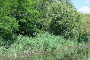 Ormandaki güzel göl tarlanın yanında.