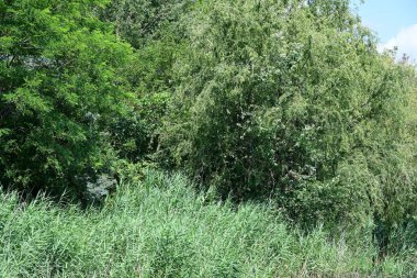 Ormandaki güzel göl tarlanın yanında.