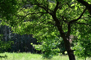 Ormanda güzel yeşil ağaçlar 