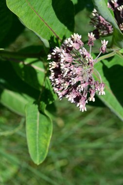 Bahçede açan güzel çiçeklerin yakın plan görüntüsü, çiçek arkaplanı.                      
