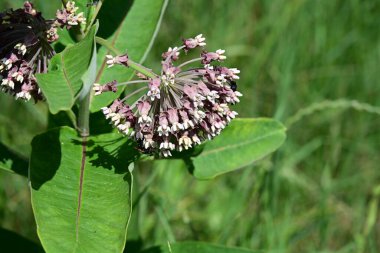 Bahçede açan güzel çiçeklerin yakın plan görüntüsü, çiçek arkaplanı.                      
