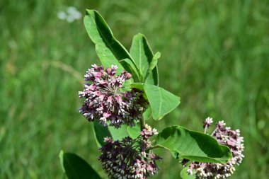 Güneşli yaz gününde bahçede yetişen güzel çiçekler.