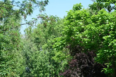 Ormanda güzel yeşil ağaçlar 