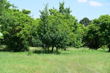 Ormanda güzel yeşil ağaçlar 