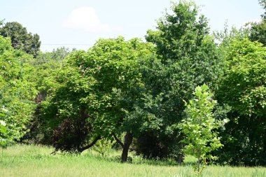 Ormanda güzel yeşil ağaçlar 