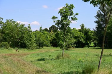 Ormanda güzel yeşil ağaçlar 