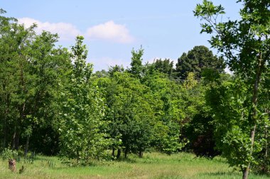 Ormanda güzel yeşil ağaçlar 