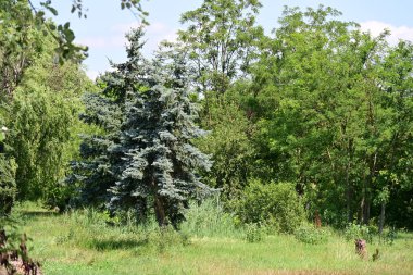 Ormanda güzel yeşil ağaçlar 