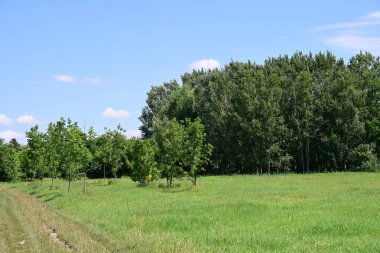 Ormanda güzel yeşil ağaçlar 