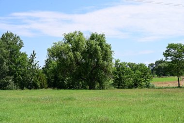 Ormanda güzel yeşil ağaçlar 