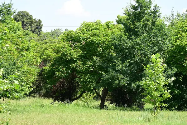 stock image beautiful green trees in the forest 