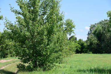 Ormanda güzel yeşil ağaçlar 