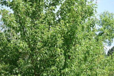 Ormanda güzel yeşil ağaçlar 